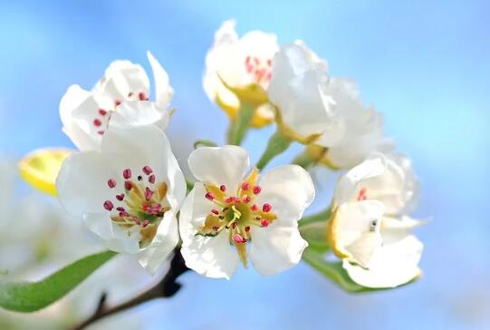 牛年女寶寶鳥(niǎo)語(yǔ)花香的名字大全